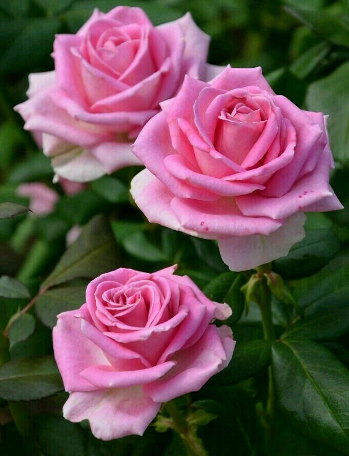 #Pink Rose