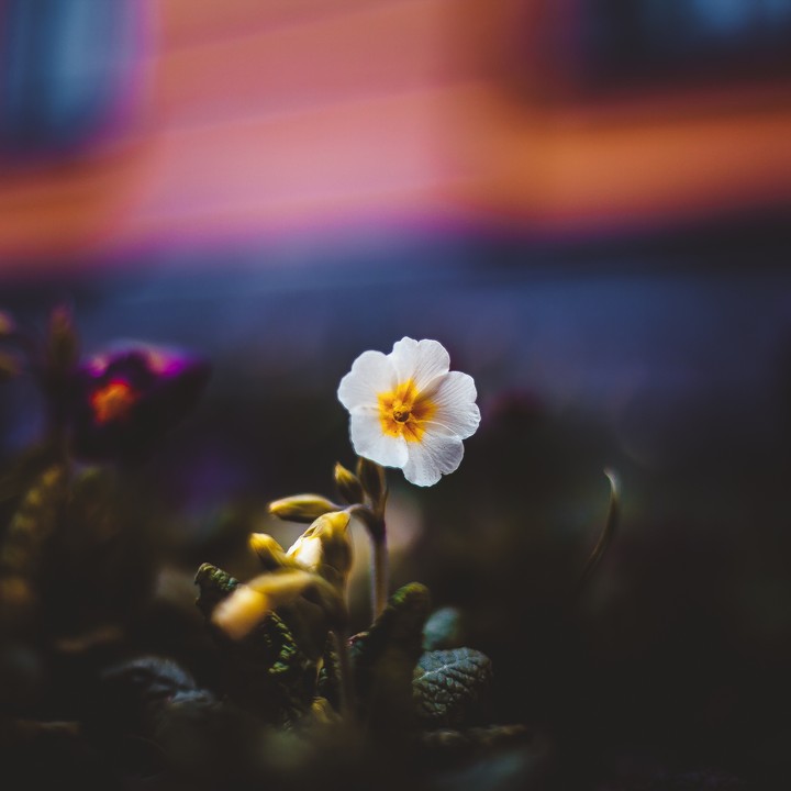 White Flower Bokeh Background