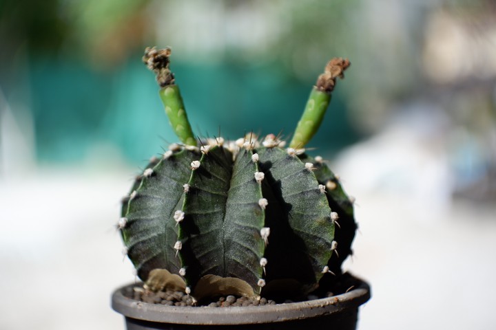 lb hybrid