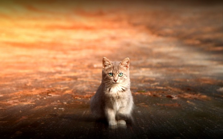 котик