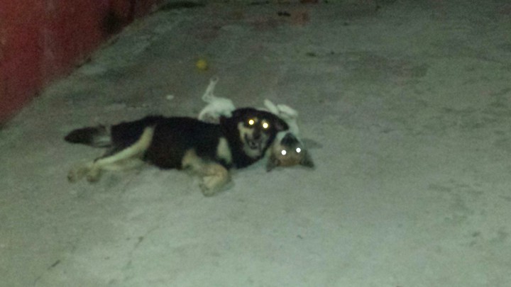 DOGS