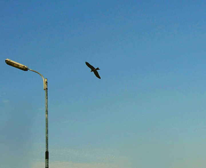 lonely bird