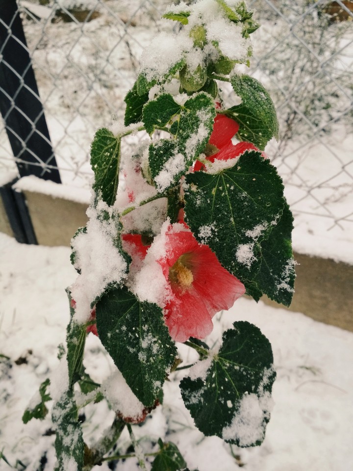 blooming in the snow