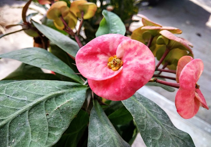 flower gives more happiness.