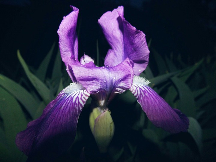 Iris