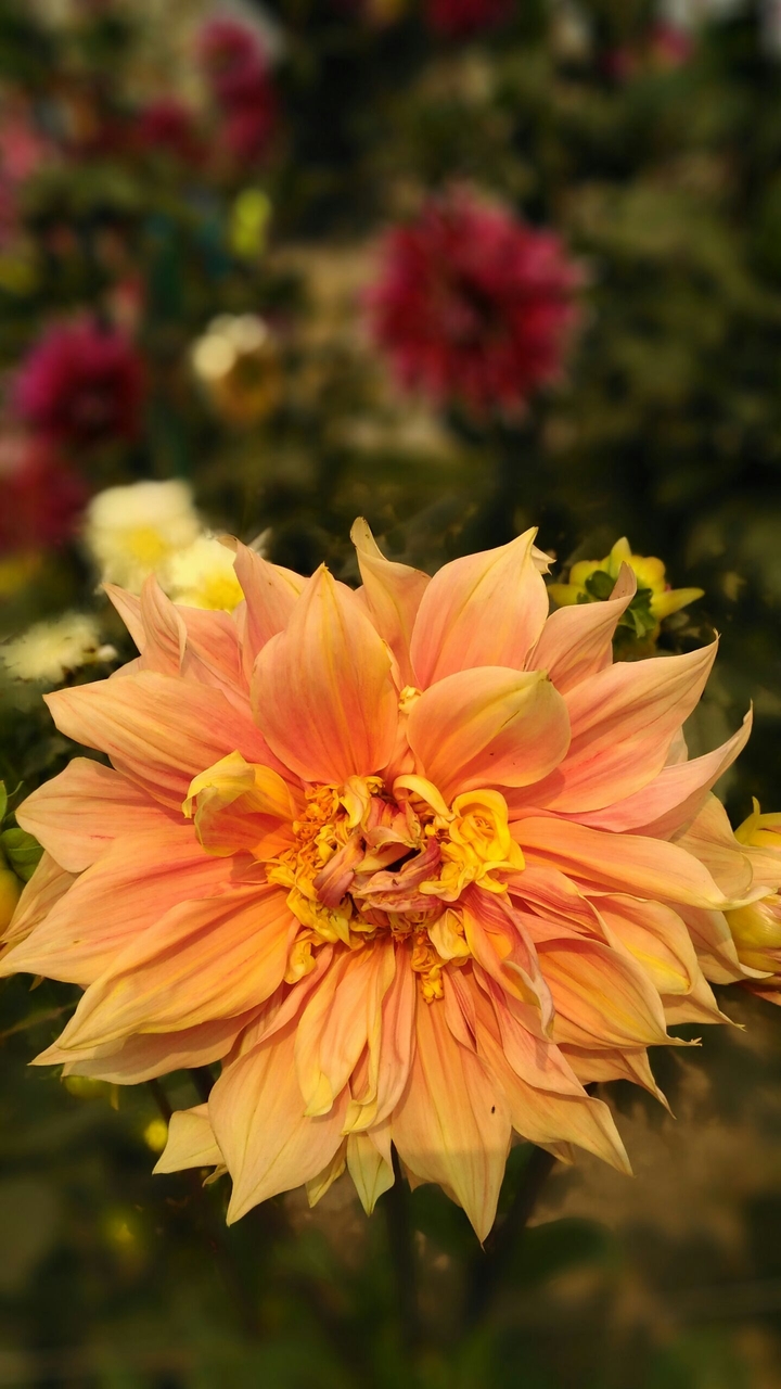 beautiful flower