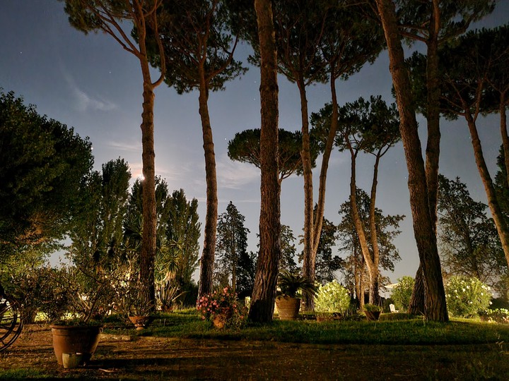 alberi