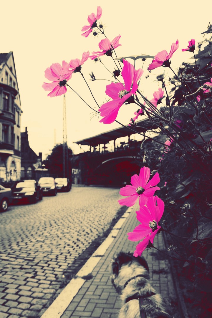 May your ways be full of flowers.