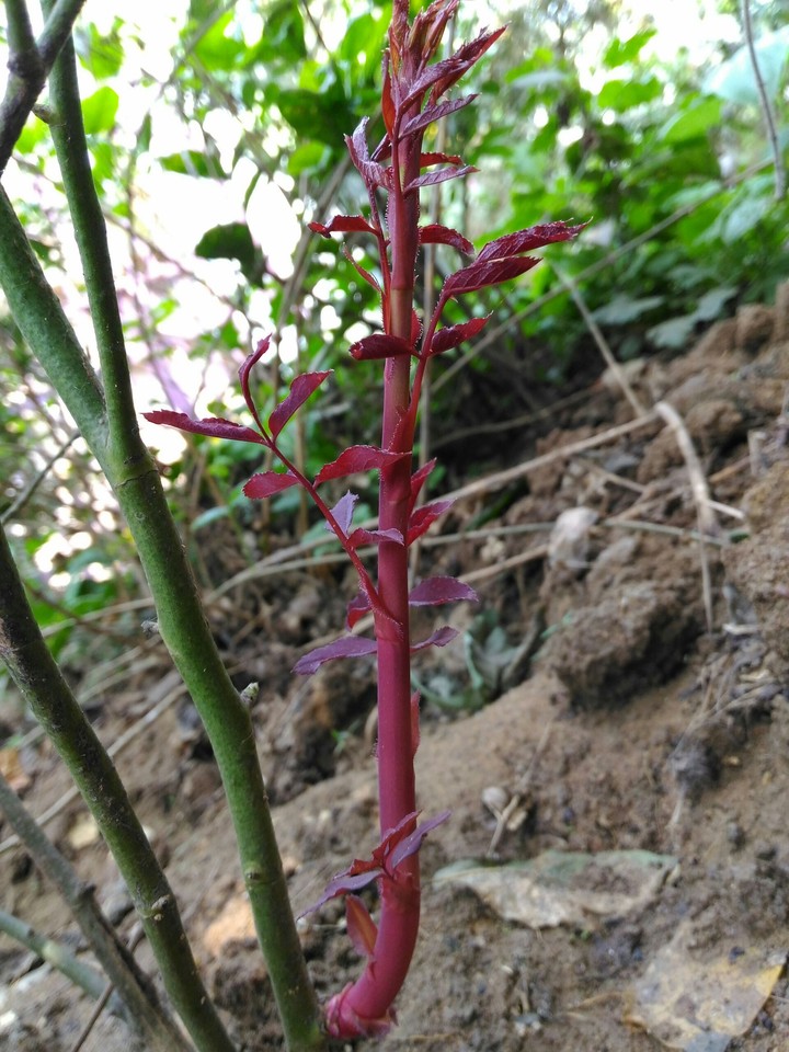 rose