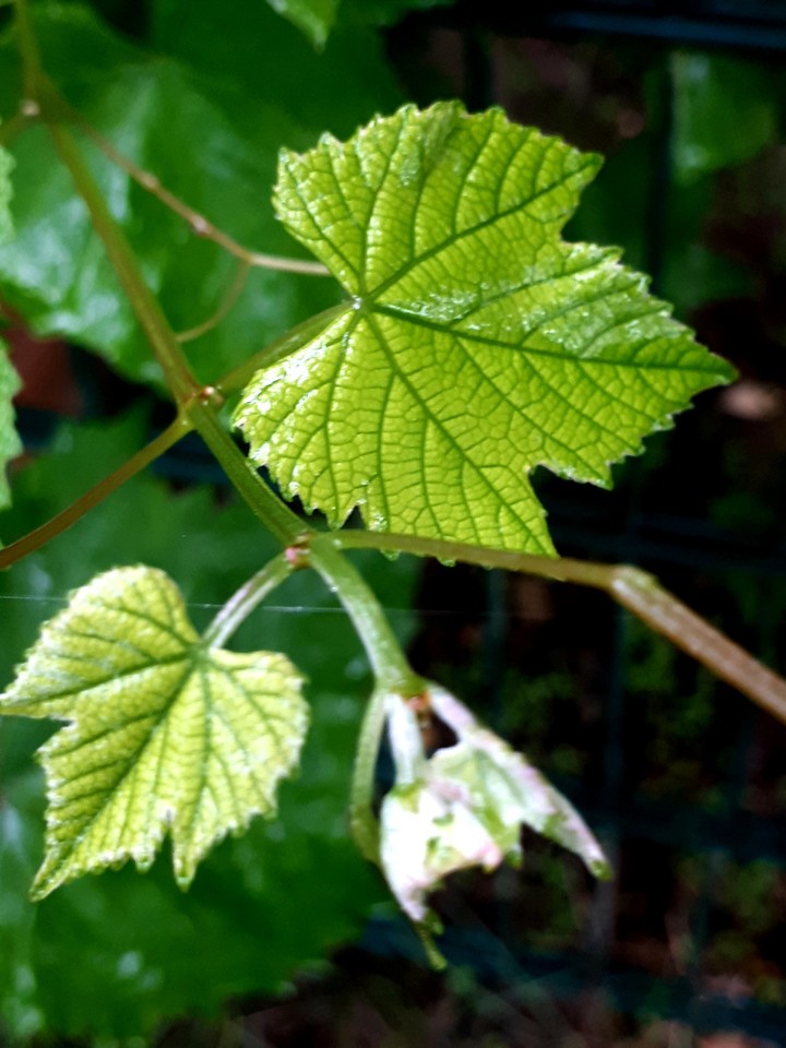 green leaves