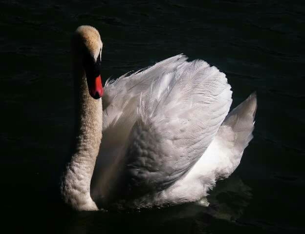 Swan