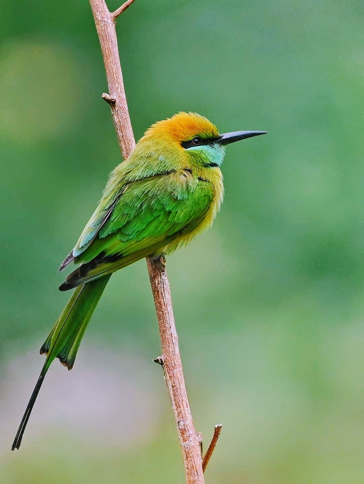 The Green Bee-eater