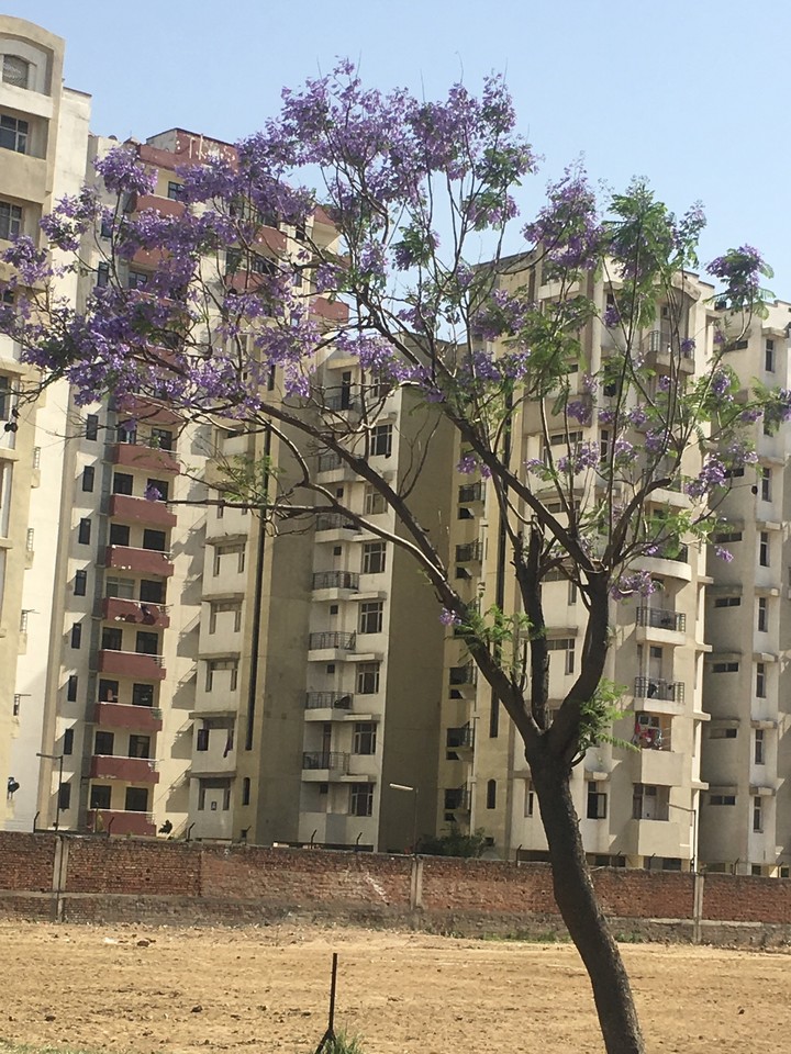 tree