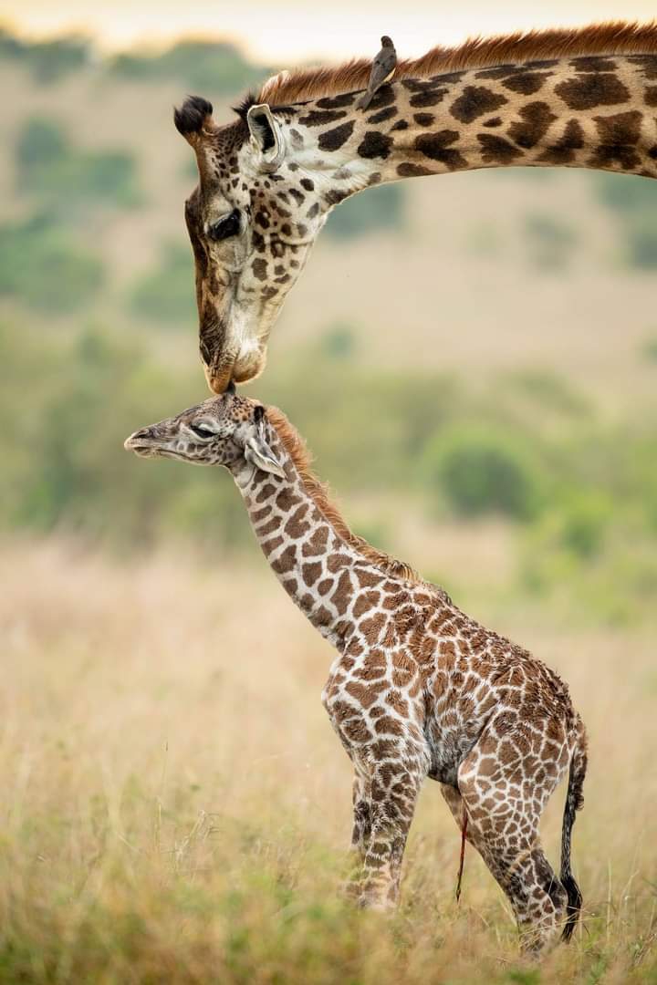 Newborn