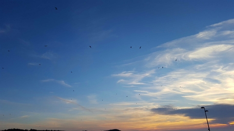 Bird Sunset