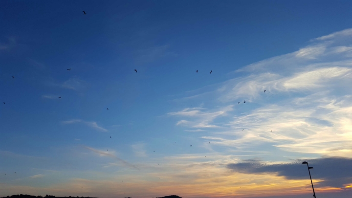 Bird Sunset
