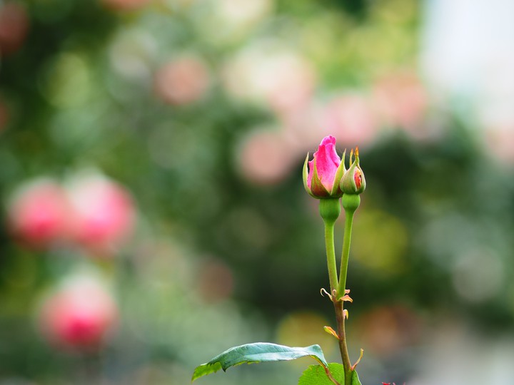 Rose