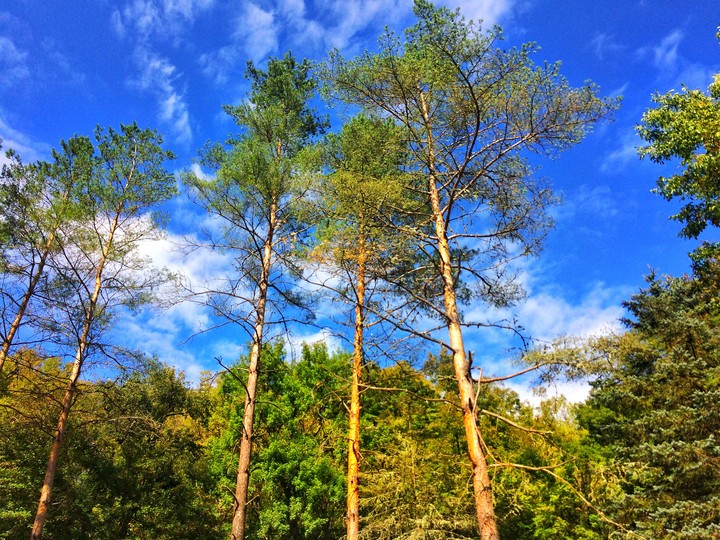 trees