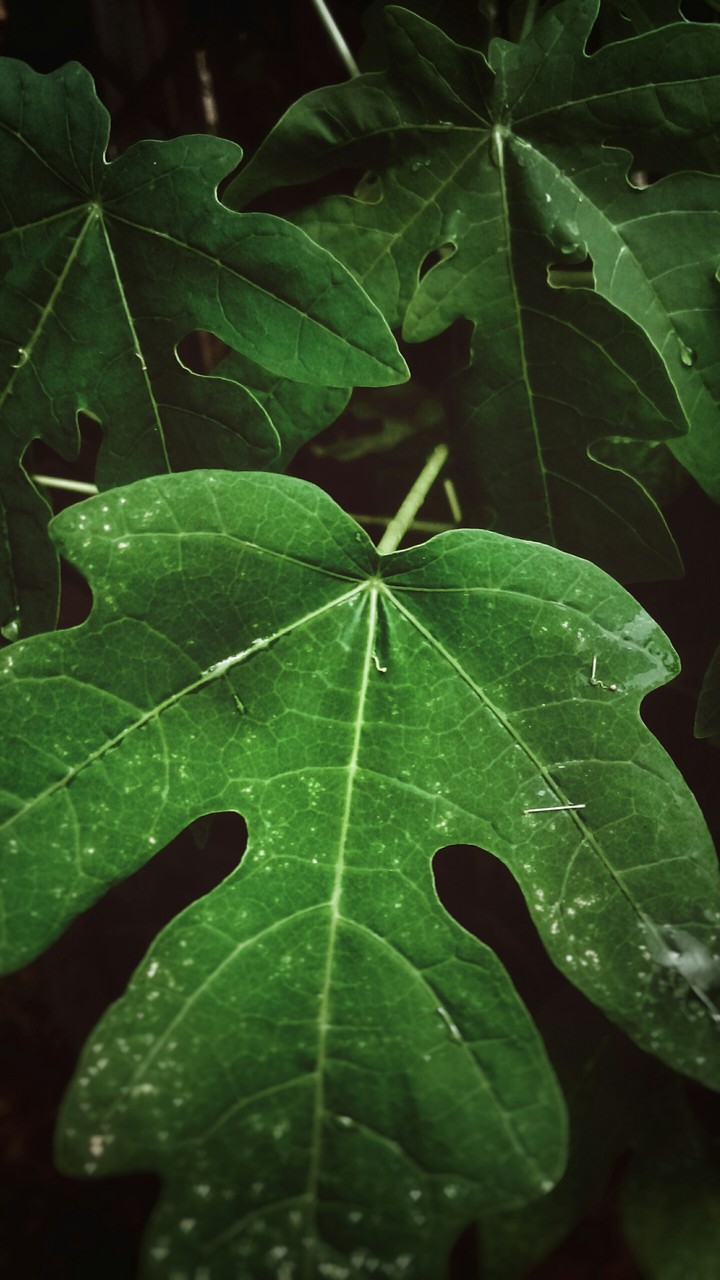 Green Soul