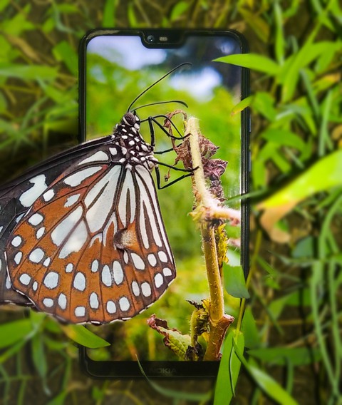 Butterfly