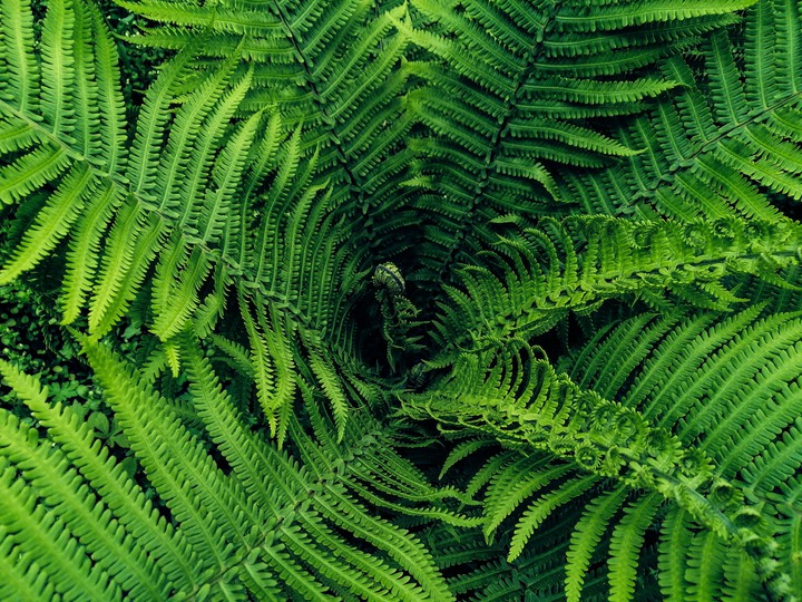 Green nature