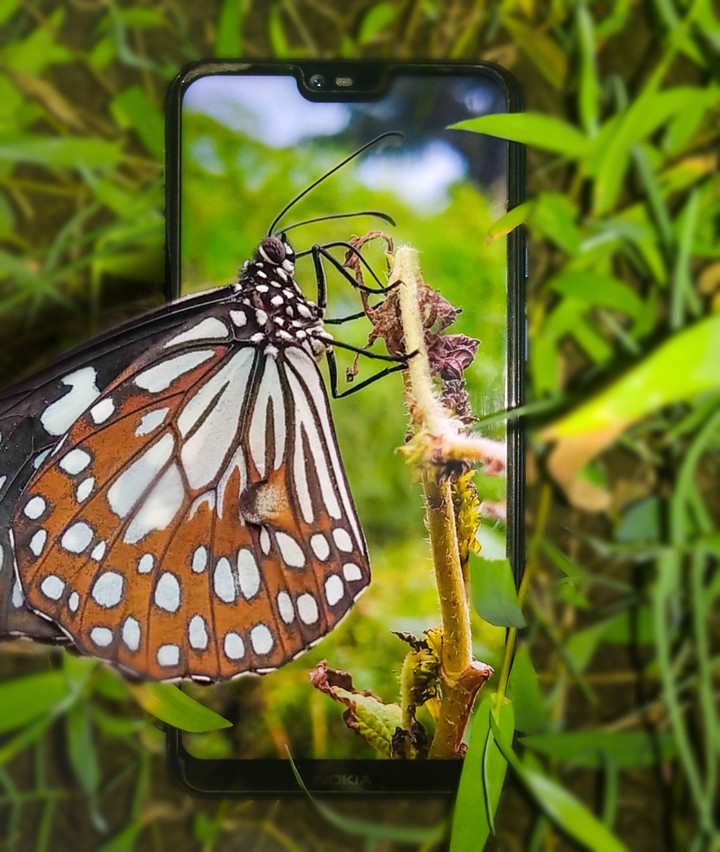 Butterfly