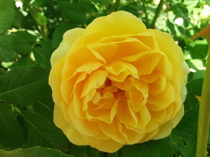 rose yellow
