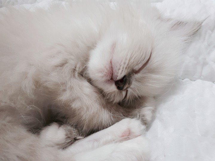 사랑 고양이 포근 잠