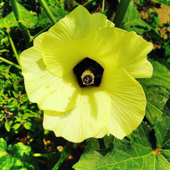 Flower