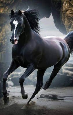 Strong horse