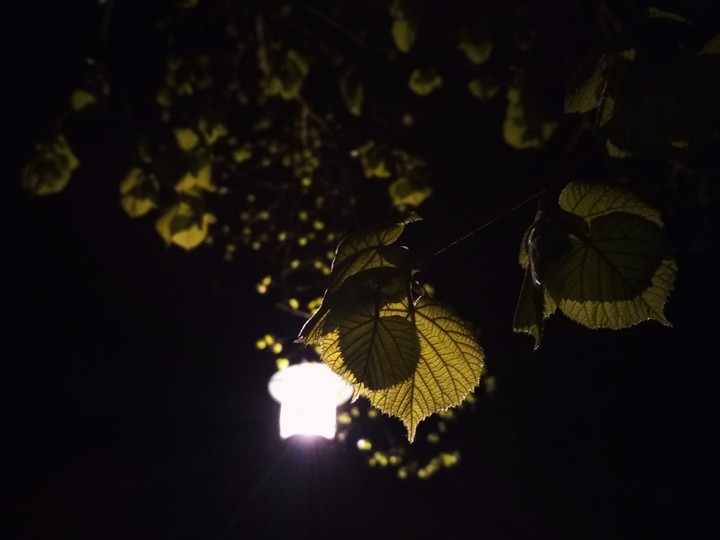 night