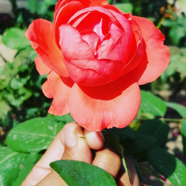 ♥️♥️♥️♥️