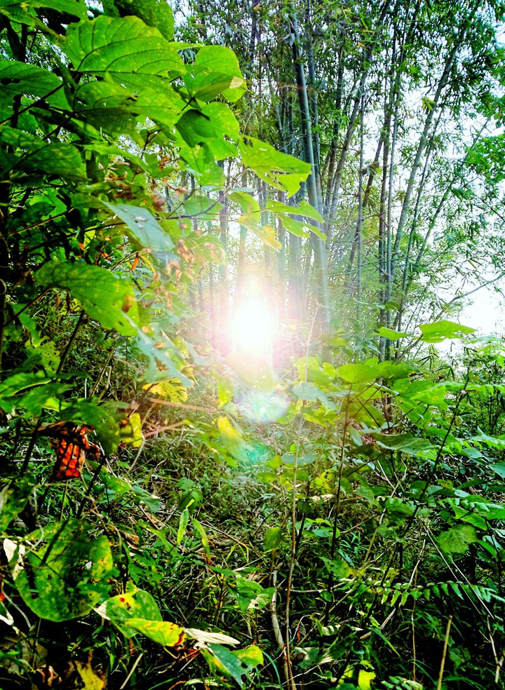 Forest