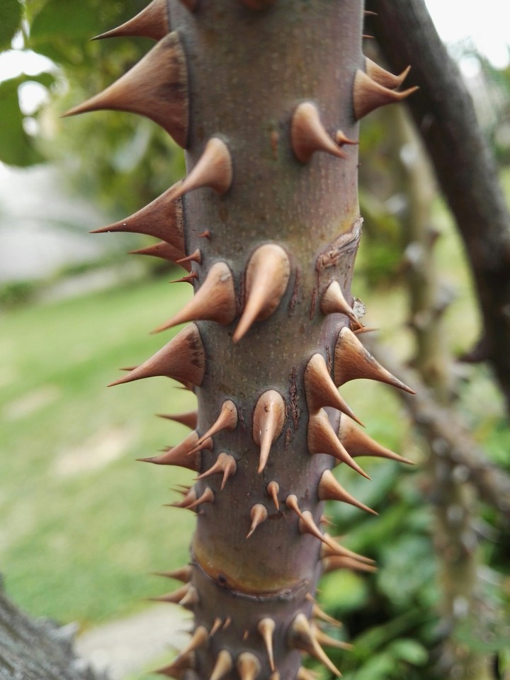 Thorns