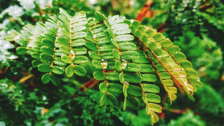 monsun tree with water drops