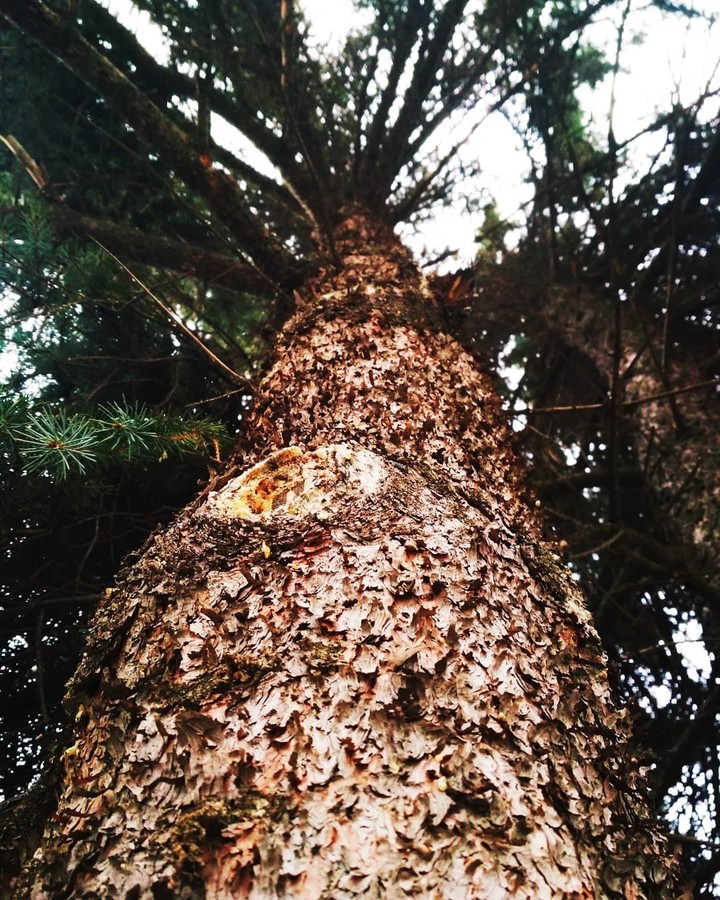 tree