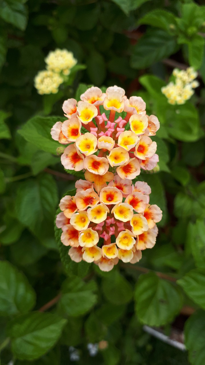 flores