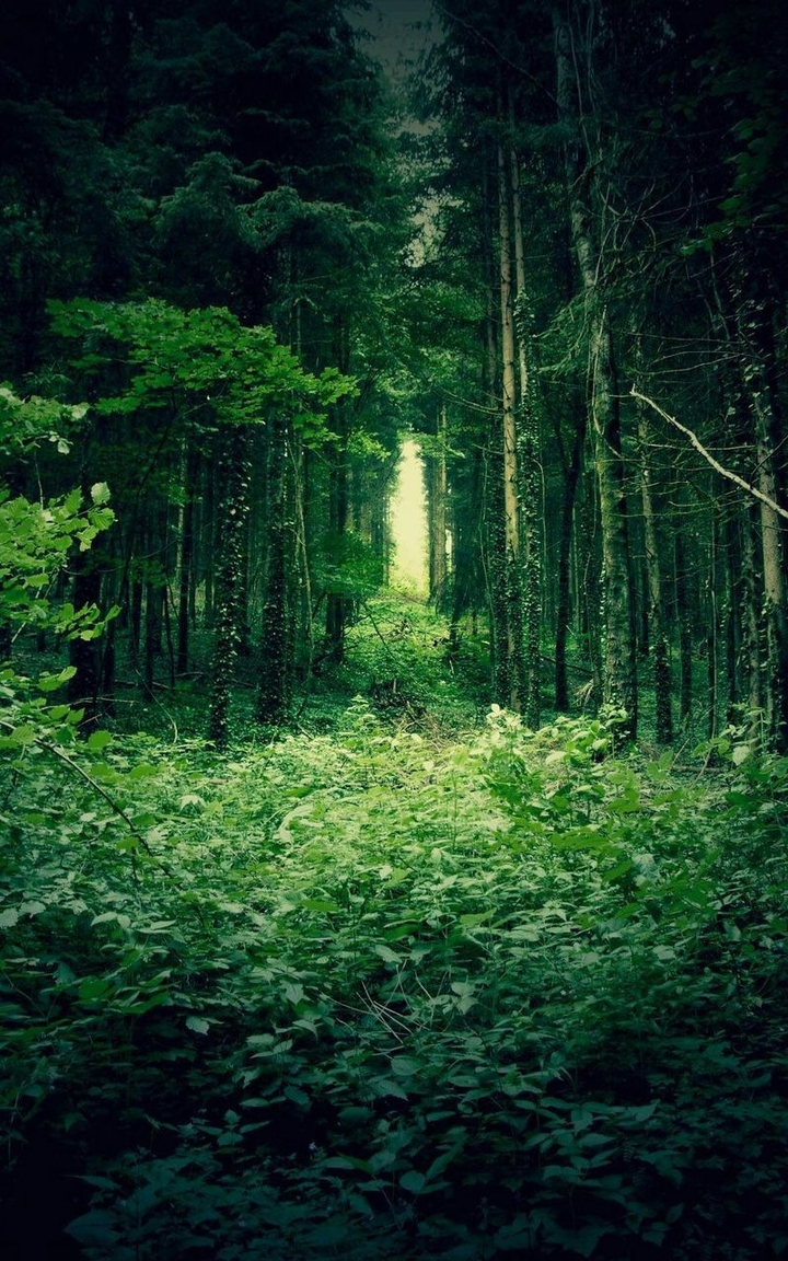 Green Forest