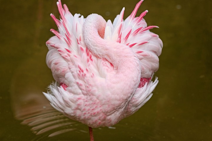 pink flamingo