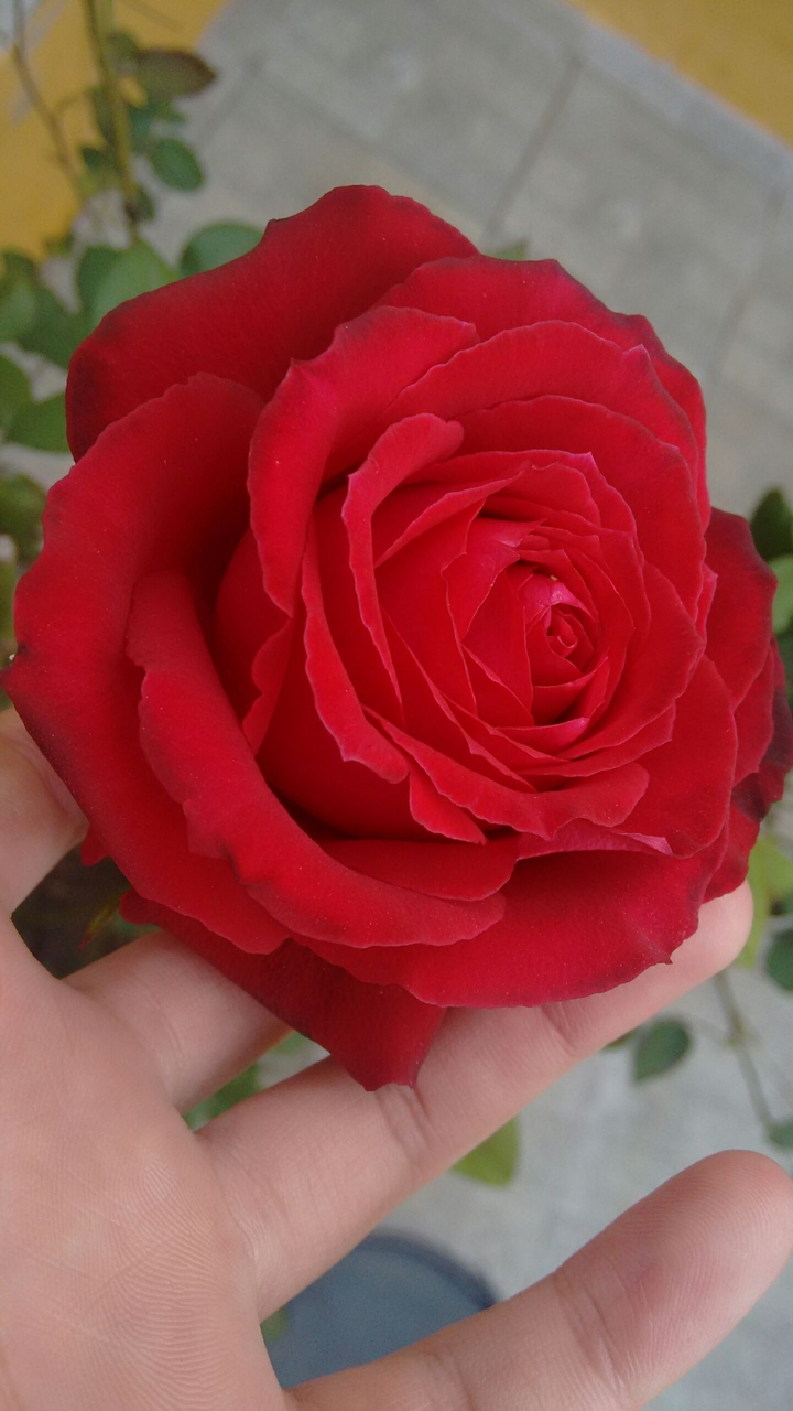 flor