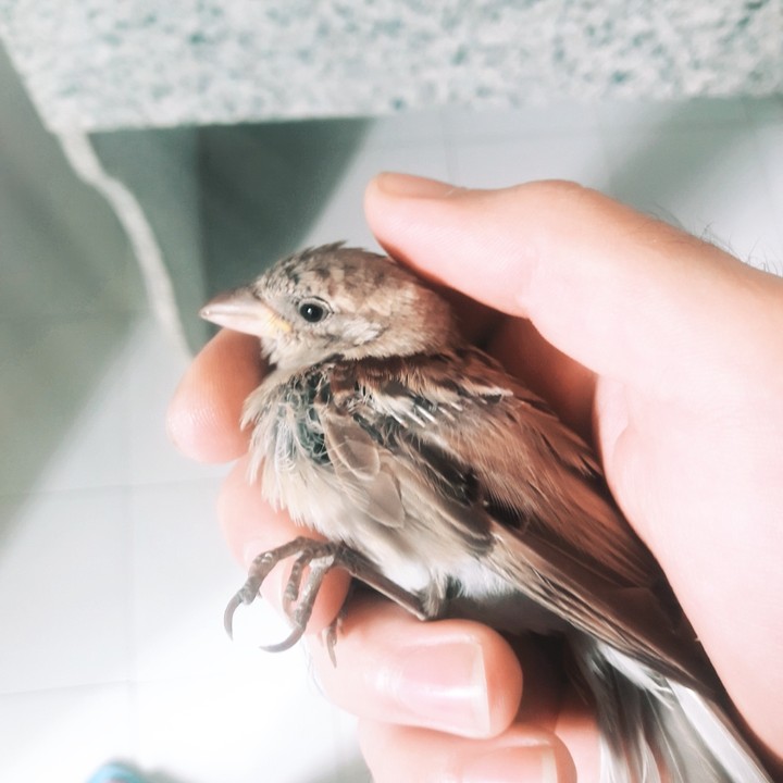 cute Bird