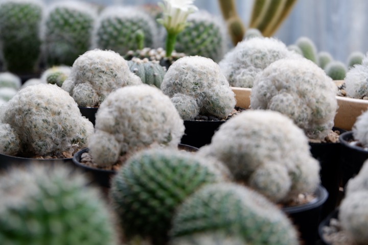 cactus