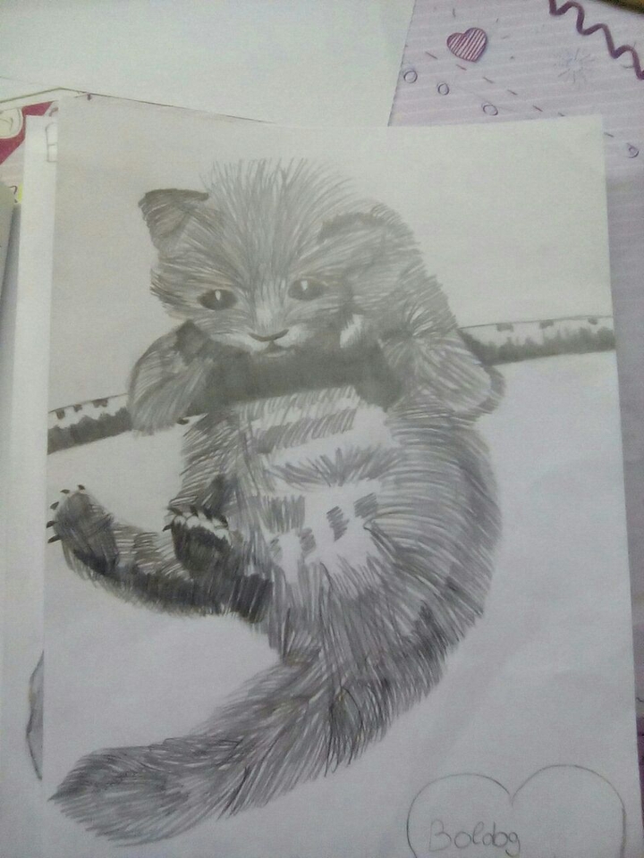 cat