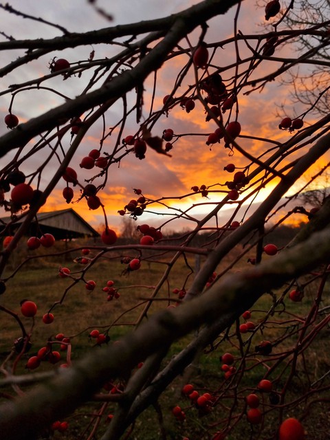 rosehip