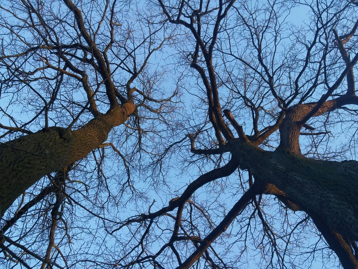 tree