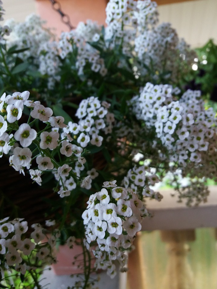 Summer flowers♥️