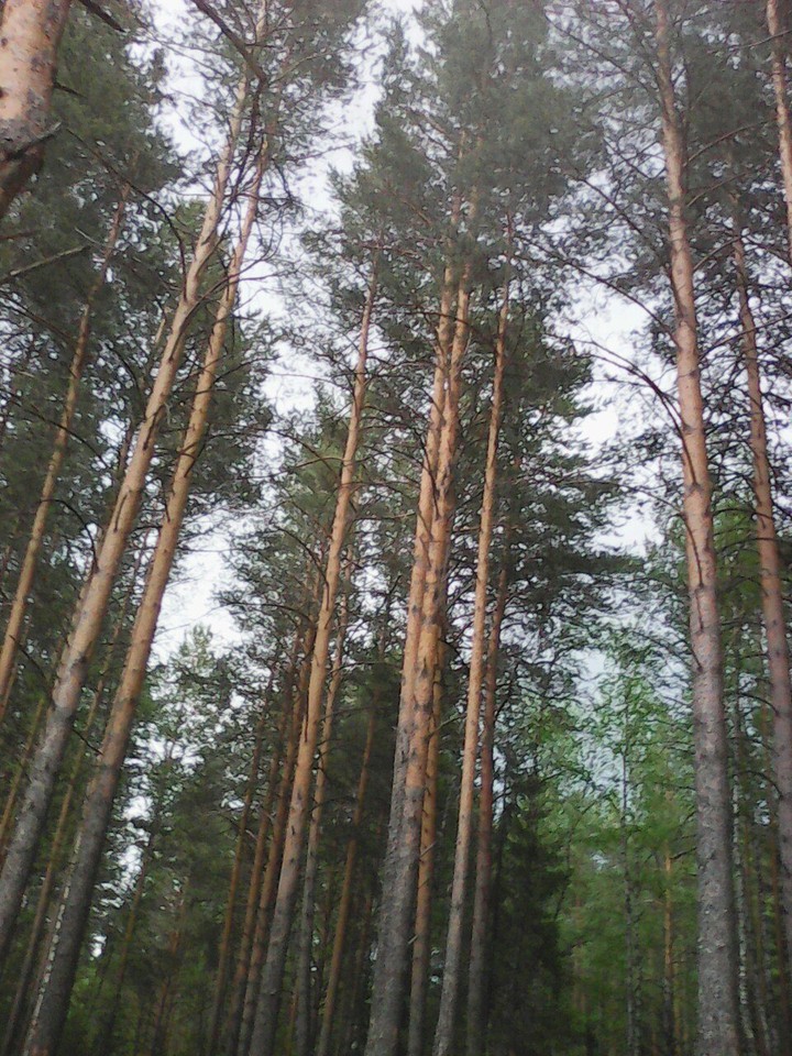 сосны