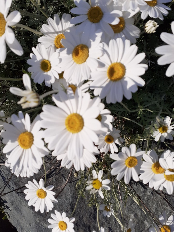 oxeye daisy