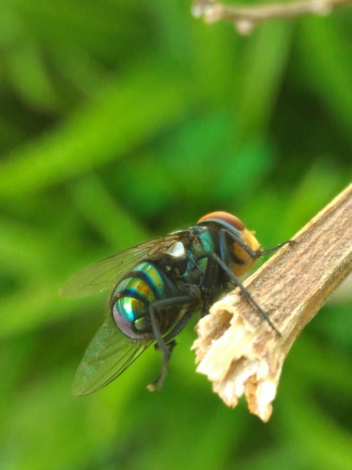 fly