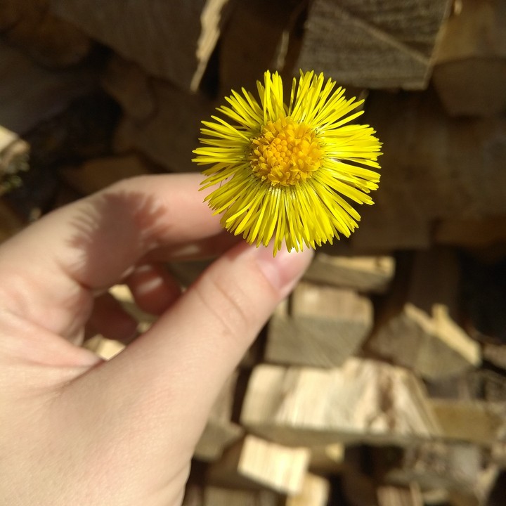 flowery